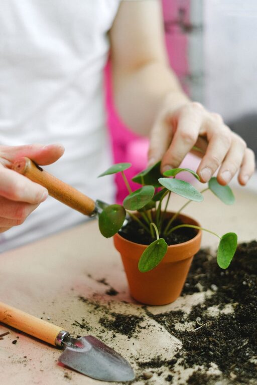 Simple Tips for Maintaining a Healthy Indoor Garden Throughout the Year